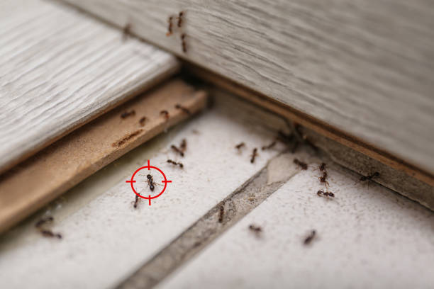 Best Best Pest Control Companies  in Collinsville, VA