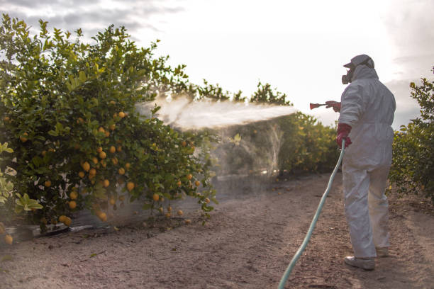 Best Best Pest Control Companies  in Collinsville, VA