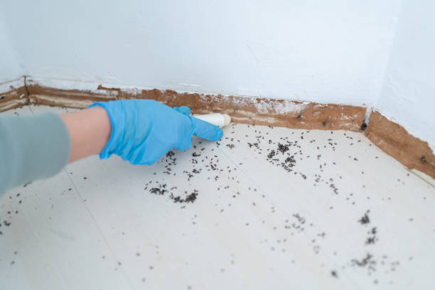 Best Insect Control  in Collinsville, VA